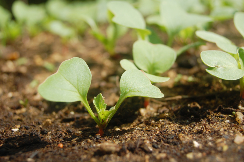 freeimage-19100137-web